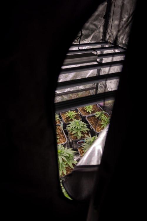 LSD 🌈⃤— F1 Auto - Zamnesia x B&B. Week 3 - Zamnesia x Plagron Autoflowering Crew