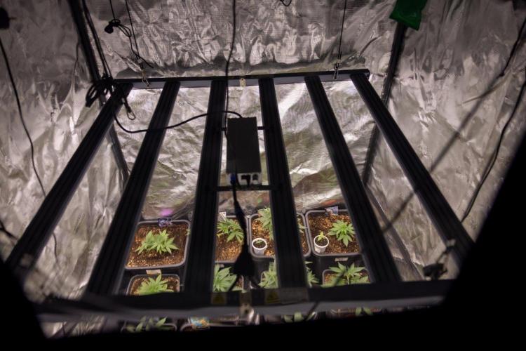 LSD 🌈⃤— F1 Auto - Zamnesia x B&B. Week 3 - Zamnesia x Plagron Autoflowering Crew