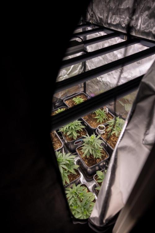 LSD 🌈⃤— F1 Auto - Zamnesia x B&B. Week 3 - Zamnesia x Plagron Autoflowering Crew