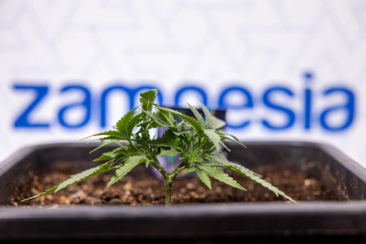 LSD 🌈⃤— F1 Auto - Zamnesia x B&B. Week 3 - Plant 1 - LSD F1 Hybrid Autoflowering  - Main Lining