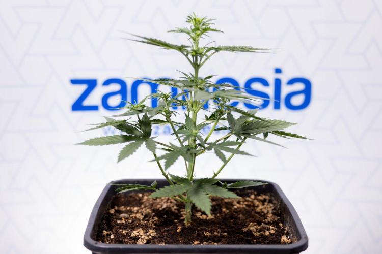 Grape Ape 🍇 F1 Auto - Xamnesia x B&B. Week 3 - Plant 2 - Grape Ape f1 Auto - Fimming