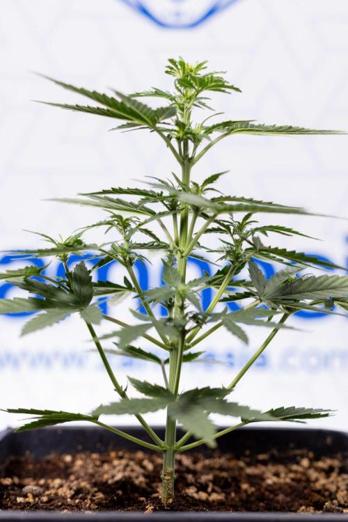 Grape Ape 🍇 F1 Auto - Xamnesia x B&B. Week 3 - Plant 2 - Grape Ape f1 Auto - Fimming
