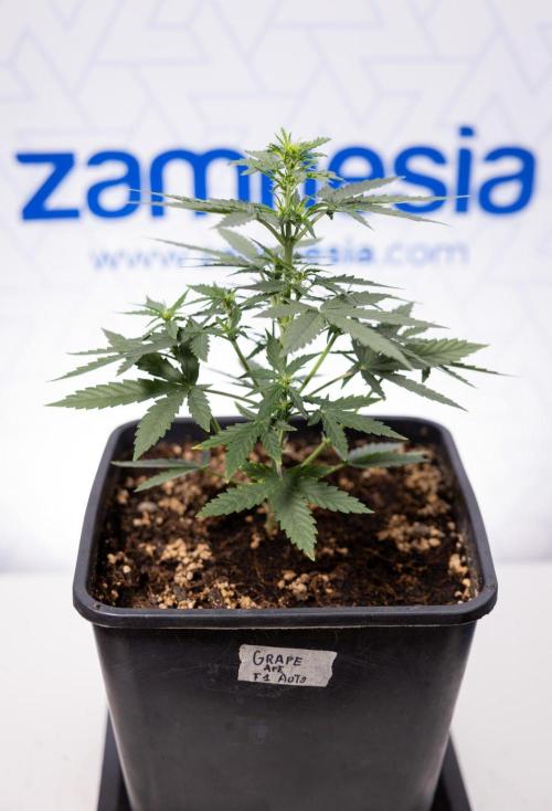Grape Ape 🍇 F1 Auto - Xamnesia x B&B. Week 3 - Plant 2 - Grape Ape f1 Auto - Fimming