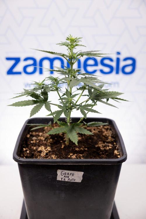 Grape Ape 🍇 F1 Auto - Xamnesia x B&B. Week 3 - Plant 2 - Grape Ape f1 Auto - Fimming