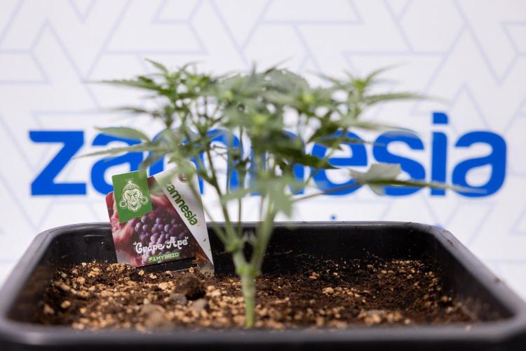 Grape Ape 🍇 F1 Auto - Xamnesia x B&B. Week 3 - Plant 1 - Grape Ape f1 Auto - Main Lining No LST