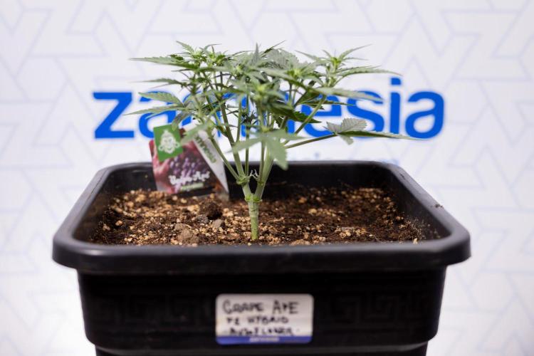 Grape Ape 🍇 F1 Auto - Xamnesia x B&B. Week 3 - Plant 1 - Grape Ape f1 Auto - Main Lining No LST