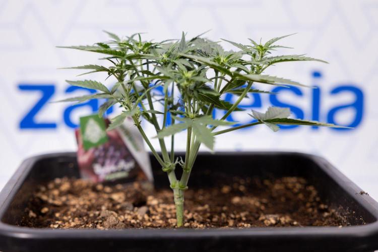 Grape Ape 🍇 F1 Auto - Xamnesia x B&B. Week 3 - Plant 1 - Grape Ape f1 Auto - Main Lining No LST