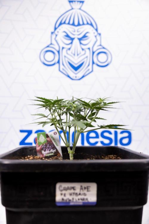 Grape Ape 🍇 F1 Auto - Xamnesia x B&B. Week 3 - Plant 1 - Grape Ape f1 Auto - Main Lining No LST
