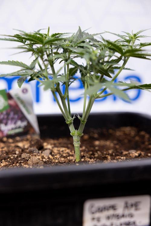 Grape Ape 🍇 F1 Auto - Xamnesia x B&B. Week 3 - Plant 1 - Grape Ape f1 Auto - Main Lining No LST