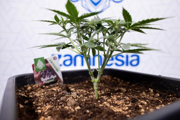 Grape Ape 🍇 F1 Auto - Xamnesia x B&B. Week 3 - Plant 1 - Grape Ape f1 Auto - Main Lining No LST