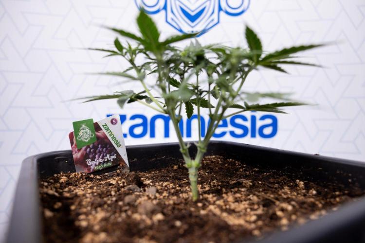 Grape Ape 🍇 F1 Auto - Xamnesia x B&B. Week 3 - Plant 1 - Grape Ape f1 Auto - Main Lining No LST