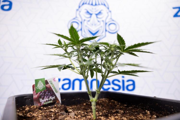 Grape Ape 🍇 F1 Auto - Xamnesia x B&B. Week 3 - Plant 1 - Grape Ape f1 Auto - Main Lining No LST