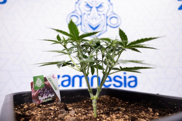 Grape Ape 🍇 F1 Auto - Xamnesia x B&B. Week 3 - Plant 1 - Grape Ape f1 Auto - Main Lining No LST