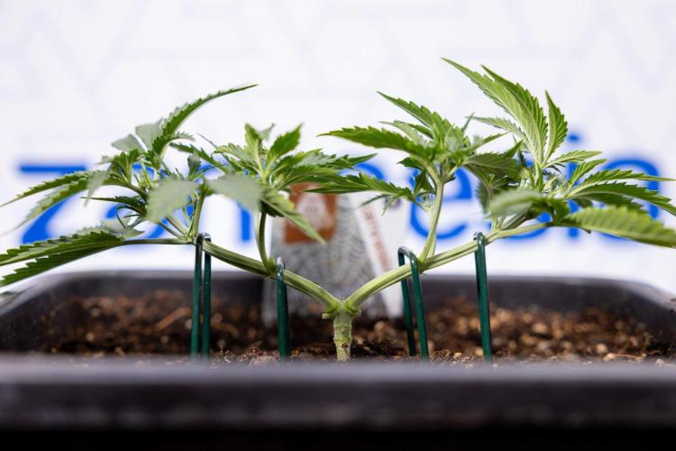 White Widow 🕷️ F1 Auto - Xamnesia x B&B. Week 3 - Plant 1 - White Widow F1 Hybrid Auto - Main Lining