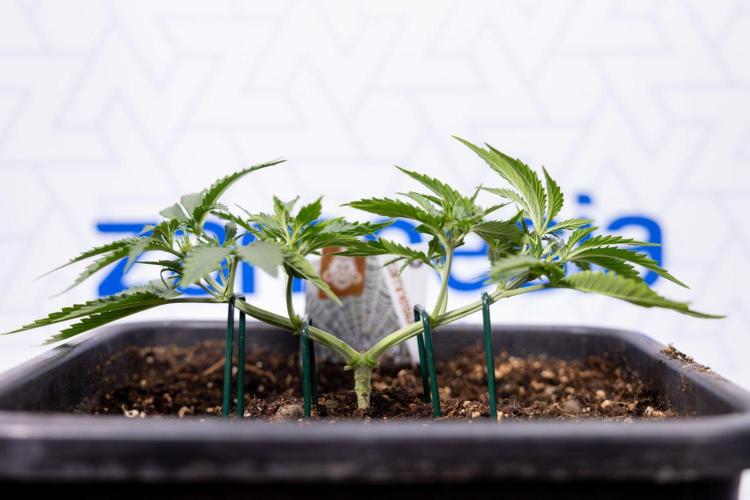 White Widow 🕷️ F1 Auto - Xamnesia x B&B. Week 3 - Plant 1 - White Widow F1 Hybrid Auto - Main Lining