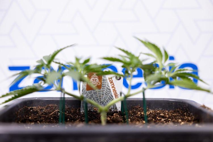 White Widow 🕷️ F1 Auto - Xamnesia x B&B. Week 3 - Plant 1 - White Widow F1 Hybrid Auto - Main Lining