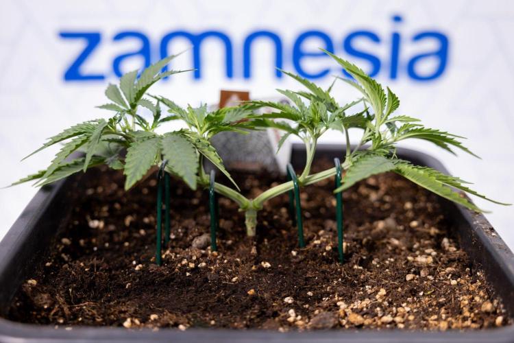 White Widow 🕷️ F1 Auto - Xamnesia x B&B. Week 3 - Plant 1 - White Widow F1 Hybrid Auto - Main Lining