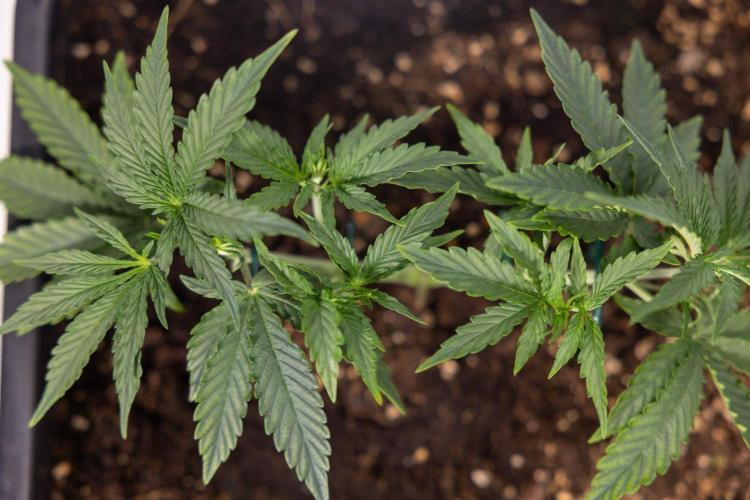 White Widow 🕷️ F1 Auto - Xamnesia x B&B. Week 3 - Plant 1 - White Widow F1 Hybrid Auto - Main Lining