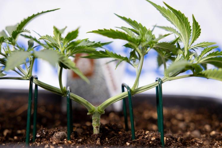 White Widow 🕷️ F1 Auto - Xamnesia x B&B. Week 3 - Plant 1 - White Widow F1 Hybrid Auto - Main Lining
