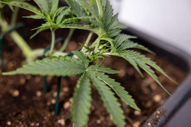 White Widow 🕷️ F1 Auto - Xamnesia x B&B. Week 3 - Plant 1 - White Widow F1 Hybrid Auto - Main Lining