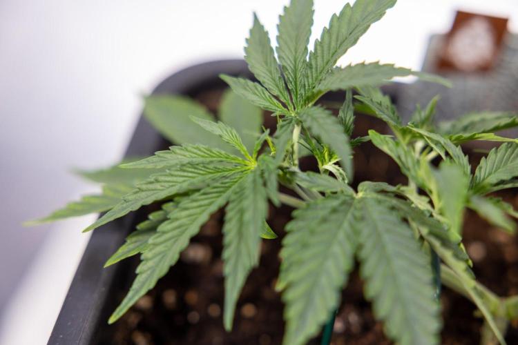White Widow 🕷️ F1 Auto - Xamnesia x B&B. Week 3 - Plant 1 - White Widow F1 Hybrid Auto - Main Lining