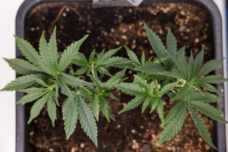 White Widow 🕷️ F1 Auto - Xamnesia x B&B. Week 3 - Plant 1 - White Widow F1 Hybrid Auto - Main Lining