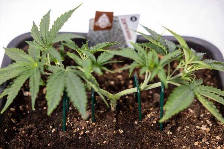 White Widow 🕷️ F1 Auto - Xamnesia x B&B. Week 3 - Plant 1 - White Widow F1 Hybrid Auto - Main Lining