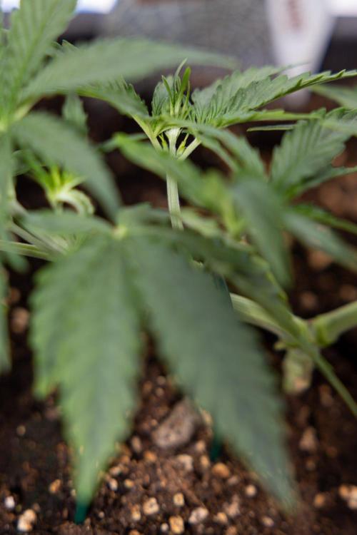 White Widow 🕷️ F1 Auto - Xamnesia x B&B. Week 3 - Plant 1 - White Widow F1 Hybrid Auto - Main Lining