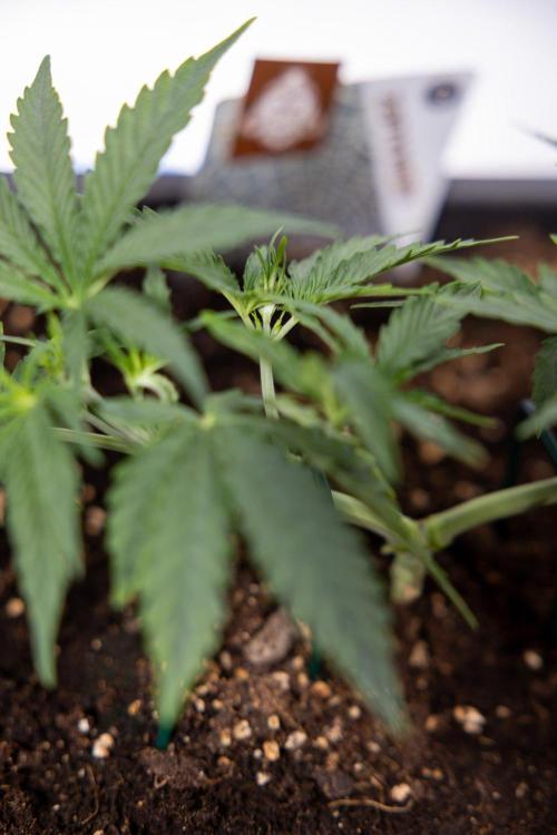White Widow 🕷️ F1 Auto - Xamnesia x B&B. Week 3 - Plant 1 - White Widow F1 Hybrid Auto - Main Lining