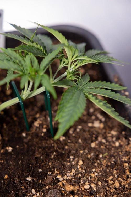 White Widow 🕷️ F1 Auto - Xamnesia x B&B. Week 3 - Plant 1 - White Widow F1 Hybrid Auto - Main Lining