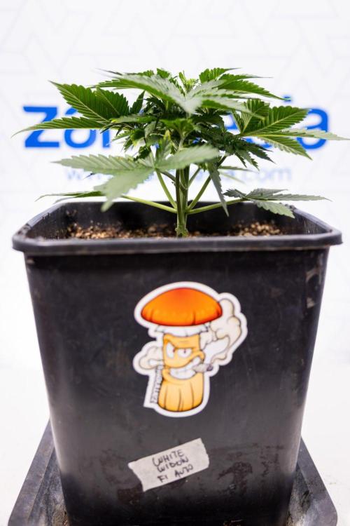 White Widow 🕷️ F1 Auto - Xamnesia x B&B. Week 3 - Plant 1 - White Widow F1 Hybrid Auto - Fimming