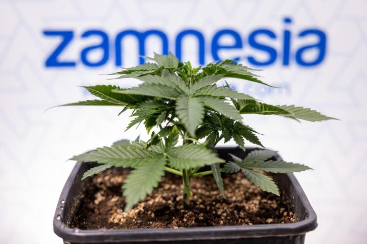 White Widow 🕷️ F1 Auto - Xamnesia x B&B. Week 3 - Plant 1 - White Widow F1 Hybrid Auto - Fimming