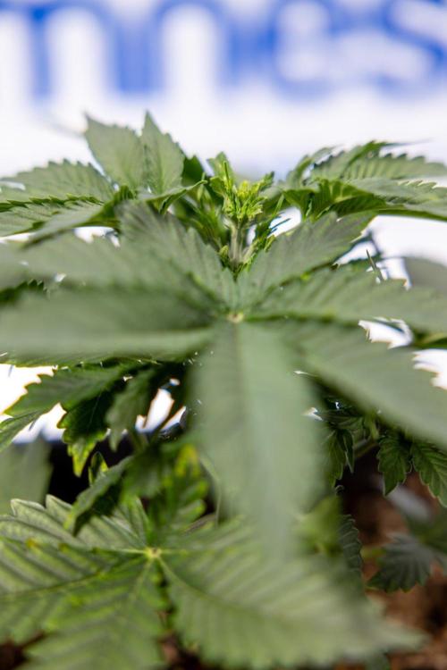 White Widow 🕷️ F1 Auto - Xamnesia x B&B. Week 3 - Plant 1 - White Widow F1 Hybrid Auto - Fimming