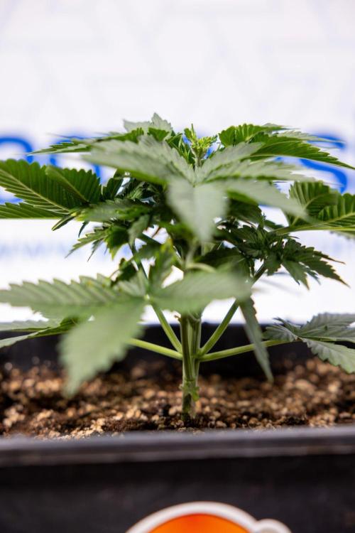 White Widow 🕷️ F1 Auto - Xamnesia x B&B. Week 3 - Plant 1 - White Widow F1 Hybrid Auto - Fimming
