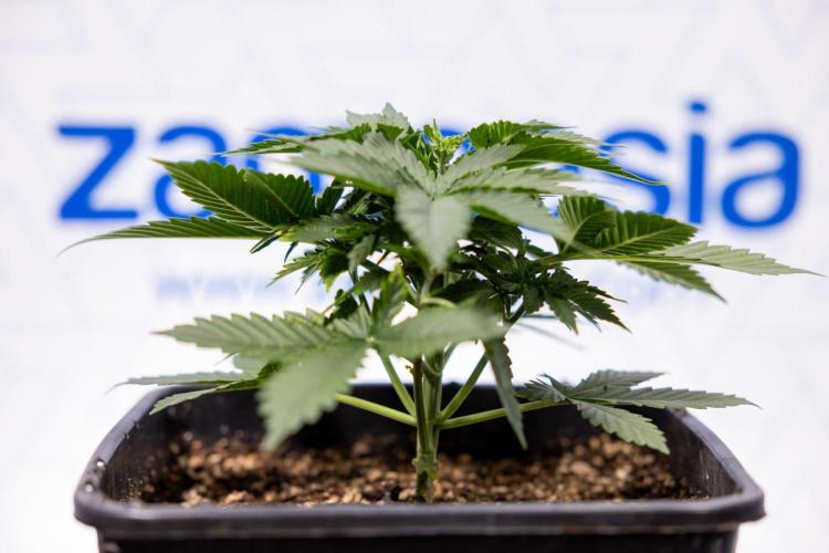 White Widow 🕷️ F1 Auto - Xamnesia x B&B. Week 3 - Plant 1 - White Widow F1 Hybrid Auto - Fimming