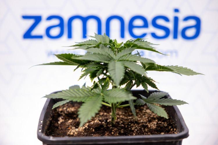 White Widow 🕷️ F1 Auto - Xamnesia x B&B. Week 3 - Plant 1 - White Widow F1 Hybrid Auto - Fimming