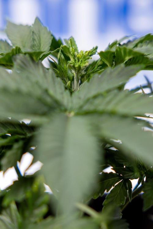 White Widow 🕷️ F1 Auto - Xamnesia x B&B. Week 3 - Plant 1 - White Widow F1 Hybrid Auto - Fimming