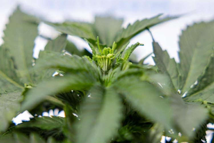 White Widow 🕷️ F1 Auto - Xamnesia x B&B. Week 3 - Plant 1 - White Widow F1 Hybrid Auto - Fimming