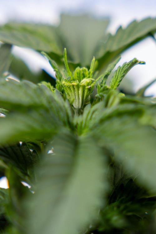 White Widow F1 Auto. Week 3