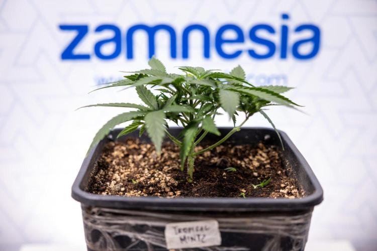Tropical Mintz 🌴 OG F1 Auto - Zamnesia. Week 3 - Plant 2 - Tropical Mintz OG - Fimming