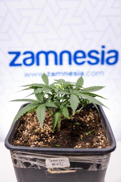 Tropical Mintz 🌴 OG F1 Auto - Zamnesia. Week 3 - Plant 2 - Tropical Mintz OG - Fimming