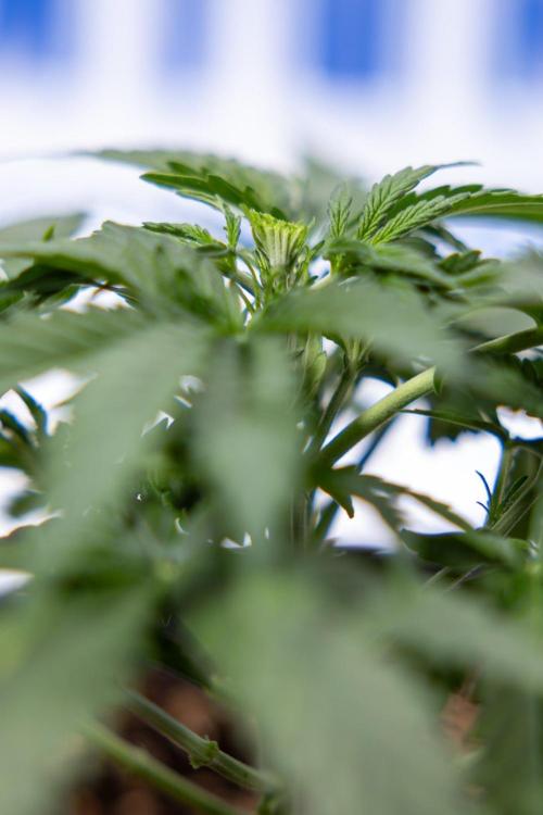 Tropical Mintz 🌴 OG F1 Auto - Zamnesia. Week 3 - Plant 2 - Tropical Mintz OG - Fimming