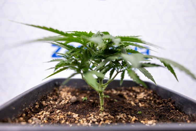 Tropical Mintz 🌴 OG F1 Auto - Zamnesia. Week 3 - Plant 2 - Tropical Mintz OG - Fimming