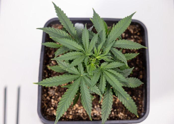 Tropical Mintz 🌴 OG F1 Auto - Zamnesia. Week 3 - Plant 2 - Tropical Mintz OG - Fimming