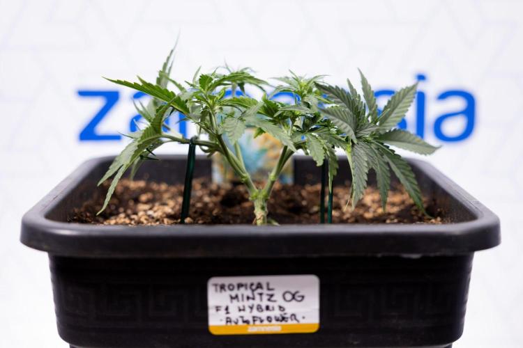 Tropical Mintz 🌴 OG F1 Auto - Zamnesia. Week 3 - Plant 1 - Tropical Mintz OG - Main Lining with gentle LST