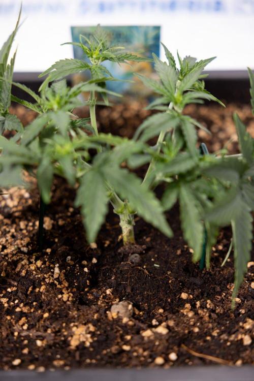 Tropical Mintz 🌴 OG F1 Auto - Zamnesia. Week 3 - Plant 1 - Tropical Mintz OG - Main Lining with gentle LST