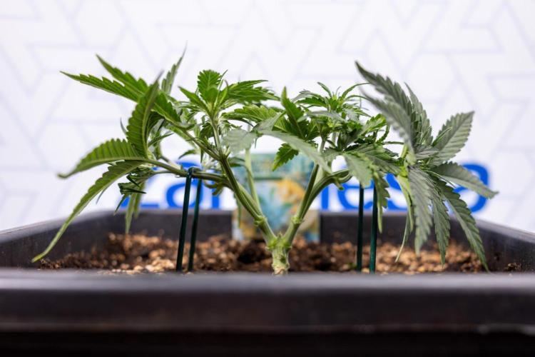 Tropical Mintz 🌴 OG F1 Auto - Zamnesia. Week 3 - Plant 1 - Tropical Mintz OG - Main Lining with gentle LST
