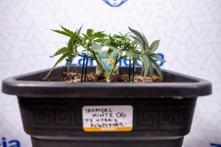 Tropical Mintz 🌴 OG F1 Auto - Zamnesia. Week 3 - Plant 1 - Tropical Mintz OG - Main Lining with gentle LST