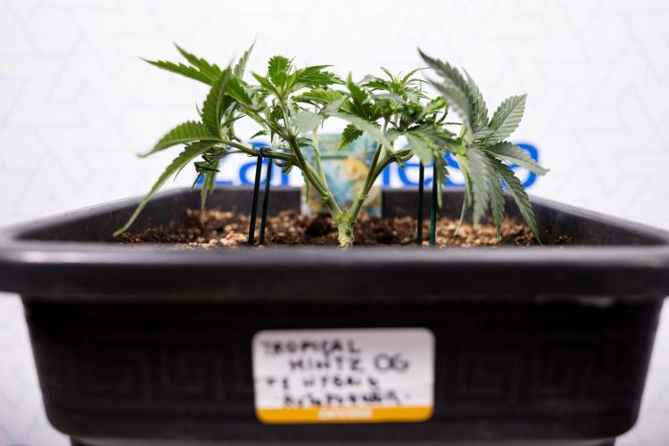 Tropical Mintz 🌴 OG F1 Auto - Zamnesia. Week 3 - Plant 1 - Tropical Mintz OG - Main Lining with gentle LST