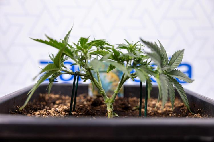 Tropical Mintz 🌴 OG F1 Auto - Zamnesia. Week 3 - Plant 1 - Tropical Mintz OG - Main Lining with gentle LST
